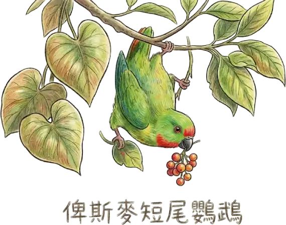 俾斯麥短尾鸚鵡的優雅姿態